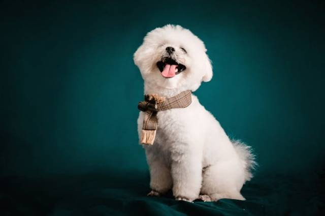 Ilustrasi Anak Anjig. Foto: Pet foto/pexels