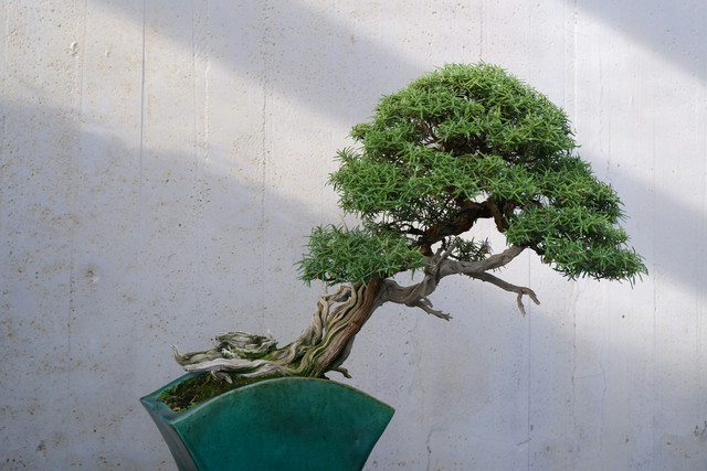 Ilustrasi Cara Membuat Bonsai Adenium Bercabang Banyak. Sumber: Unsplash/Dario Bertolino
