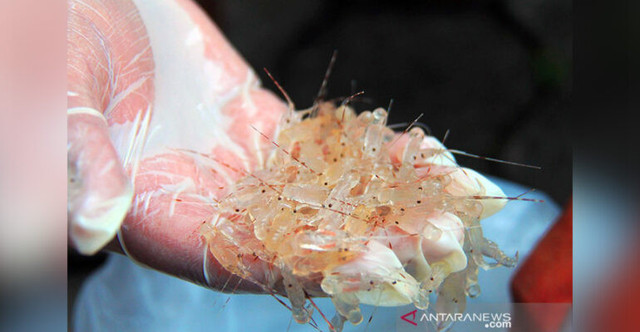 Benis lobster air laut. ANTARA FOTO/Ardiansyah/pd/aa. (ANTARA FOTO/ARDIANSYAH)