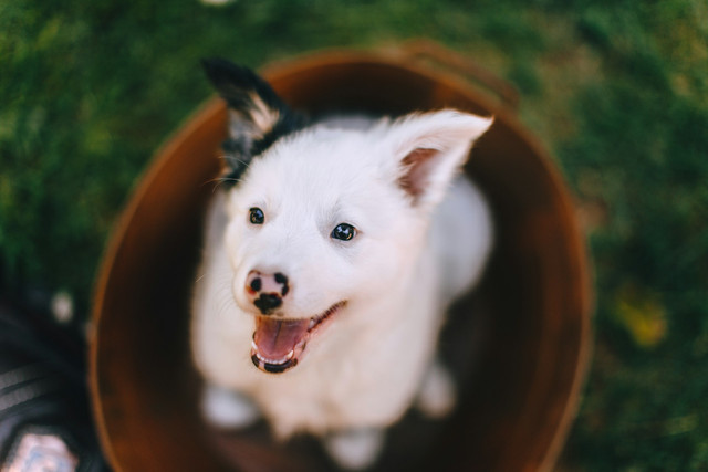 Ilustrasi anak anjing. Foto: Unsplash