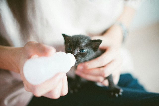 Ilustrasi anak kucing. Foto: Unsplash