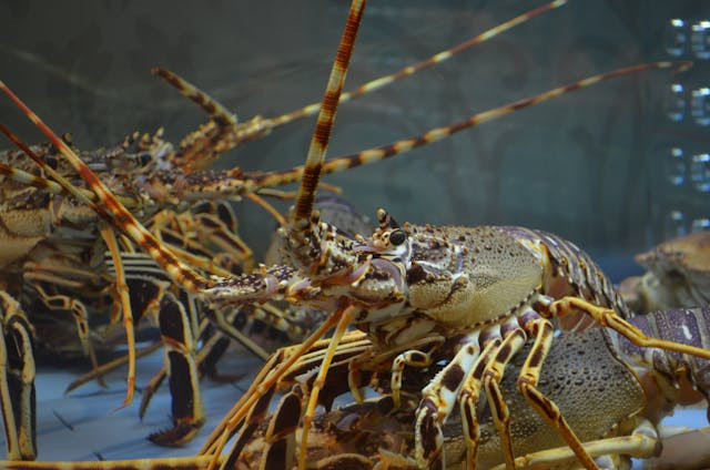 Ilustrasi spesies baru lobster air tawar. Sumber: pexels.com