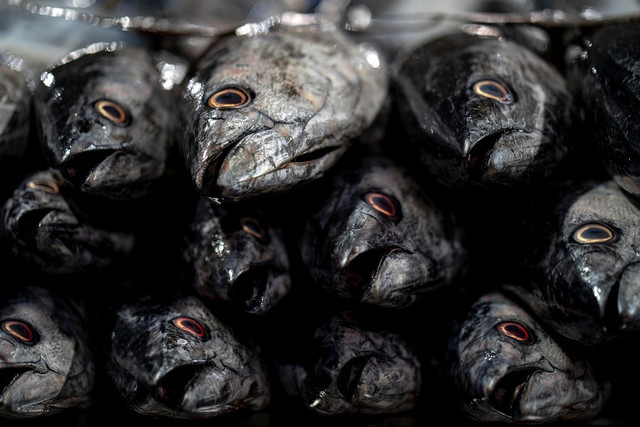 Ilustrasi cara agar ikan asin agar tidak dihinggapi lalat, Foto: Pixabay/akbarnemati