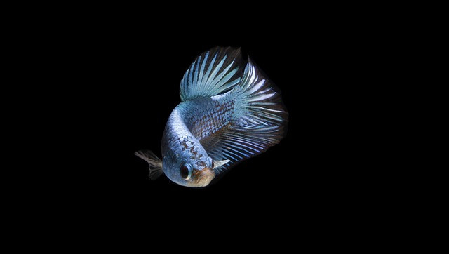 Ilustrasi cara mengeraskan sisik ikan cupang. Pixabay/senoaji1989