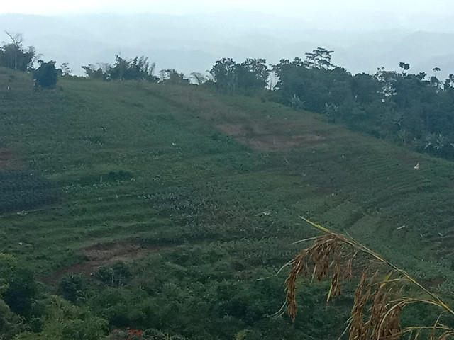 Pemberdayaan lahan tidur oleh penggarap sebagai bentuk pemanfaatan tanah terlantar (Sumber: foto pribadi)