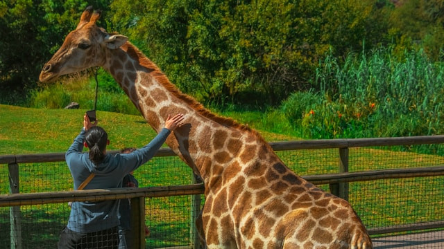 Cara Beli Tiket Taman Safari di TikTok. Foto hanya ilustrasi, bukan tempat sebenarnya. Sumber: Unsplash/Seyed Arshia Nezamodiny