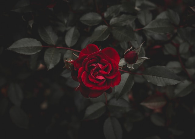 Ilustrasi tanaman hias yang bisa di stek. Sumber: unsplash.com/Joshua Harris