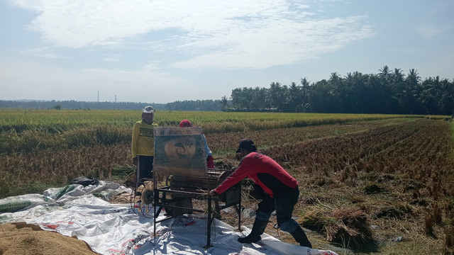 Petani memanen padi di areal persawahan Kulon Progo, (Sumber; Koleksi Pribadi)