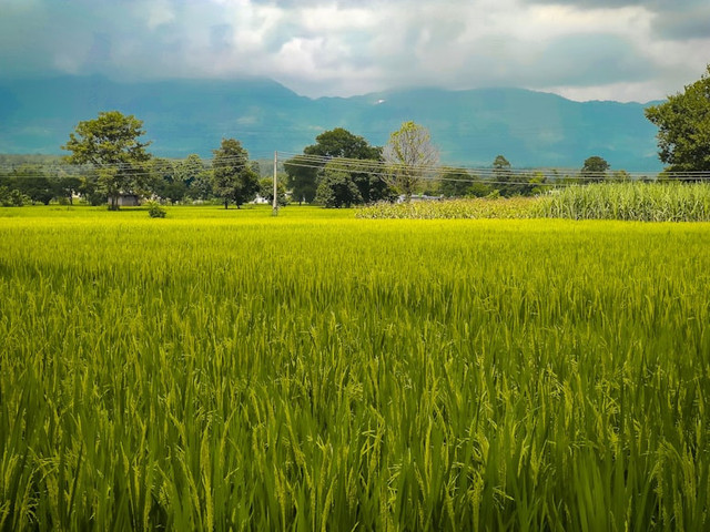 Ilustrasi cara merawat tanaman padi agar panen melimpah. Unsplash/Ekamjot Singh