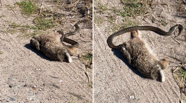 Ular mencoba memakan kelinci yang ukurannya 10 kali lebih besar dari tububnya. Foto: Herpetozoa/Klaus Birch/Bringsøe
