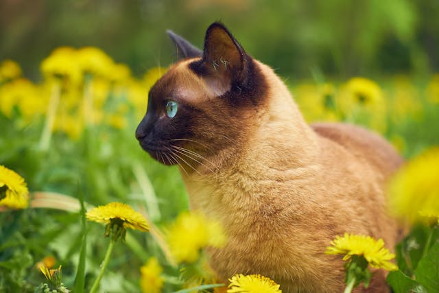 tanaman hias yang aman untuk kucing. Foto hanya ilustrasi. Sumber: Pexels 