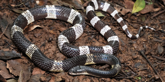 Ular weling ( Bungarus candidus ) foto: Nathan Rusli