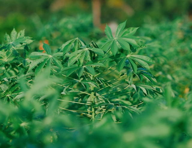 Ilustrasi Daun singkong cocok dengan lauk apa, Pexels/Pew Nguyen