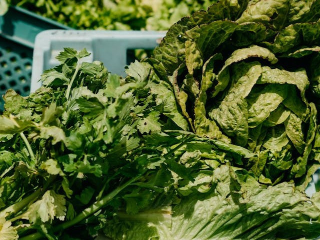 Ilustrasi cara menanam seledri di polybag. Sumber: www.pexels.com