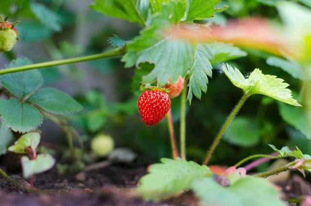 Ilustrasi cara budidaya strawberry di polybag. Sumber: Pexels/Lukas