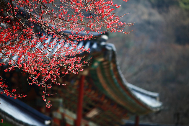 Ilustrasi sekutu Korea Utara. Foto: Pixabay.com/ksa61011
