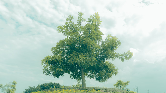 Hasil tangkapan menggunakan smartphone Poco X7 5G dengan pengeditan di software Adobe Lightroom (mobile).
