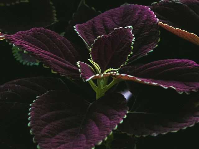 ilustrasi ciri-ciri daun remek daging. sumber: unsplash/pranav adarsh