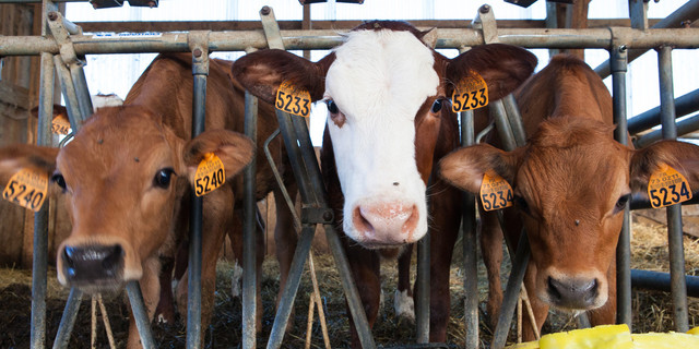 Ilustrasi sapi perah (foto: freepik/wirestock)
