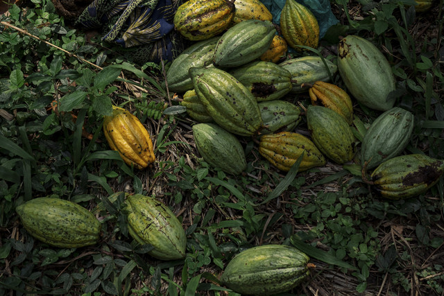 Ilustrasi Buah Kakao Uganda. Foto: PHILEMON BARBIER/AFP