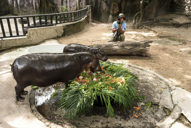 Moo Deng (atas), seekor kuda nil kerdil betina berusia 1 tahun yang menjadi sensasi viral di internet, makan kue ulang tahun bersama ibunya di Kebun Binatang Terbuka Khao Kheow di provinsi Chonburi, Thailand, Kamis (10/7/2025). Foto: CHANAKARN LAOSARAKHAM/AFP
