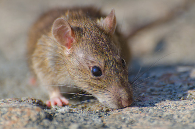 Ilustrasi tikus penyebar leptopsirosis. Foto: Freepik/Wirestock