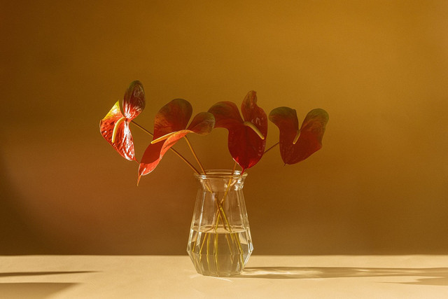 Apakah Tanaman Anthurium Bisa Hidup di Air, sumber gambar unsplash/Ashley Kaneko