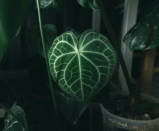 Ciri ciri tanaman anthurium crystallinum. Sumber: pexels.com