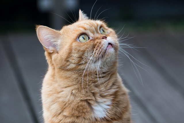 Ilustrasi ciri kucing bawa keberuntungan, Foto: Pixabay/MelaniMarfeld