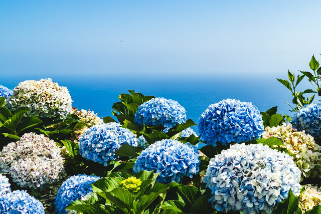 Hortensia Brakseng. Foto Hanya Ilustrasi, Bukan Sebenarnya. Sumber Unsplash Josefin