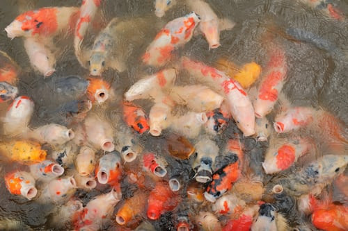 Ilustrasi Jenis Ikan Pembawa Keberuntungan, Unsplash/Firdan As Sahab