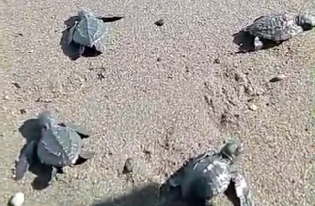 Tukik atau bayi penyu yang lahir di pesisir pantai Karangria Manado. Pantai Karangria Manado sendiri masuk di area yang akan direklamasi dalam waktu dekat.