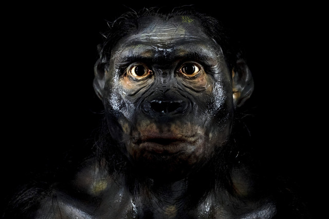 Ilustrasi Homo habilis. Foto: Andrea Izzotti/Shutterstock.