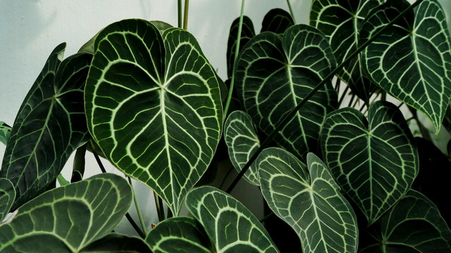 Ilustrasi cara merawat anthurium crystallinum - Sumber: unsplash.com/@lacastudio