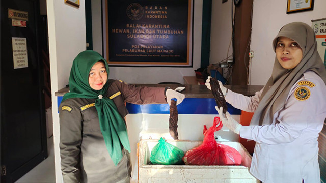 Petugas Karantina Sulawesi Utara menunjukkan komoditas teripang yang ditahan dan ditolak masuk ke Sulawesi Utara. (foto: istimewa)