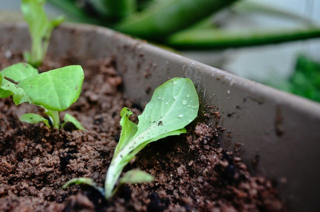 Ilustrasi Media Tanam Cocopeat, Sumber Unsplash Kew Li Wen