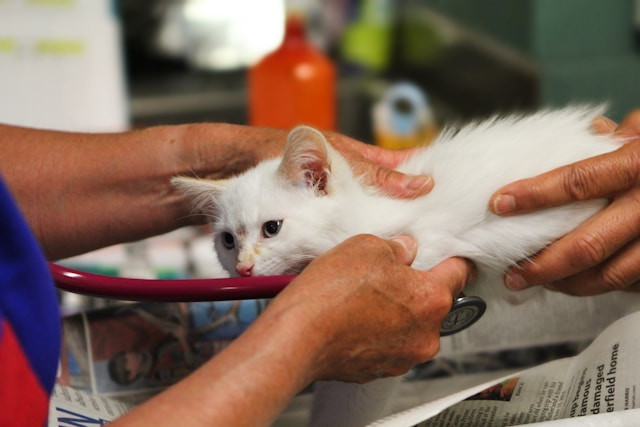 Ilustrasi untuk Biaya Steril Kucing Betina 2025. Sumber: Unsplash/Judy Beth Morris