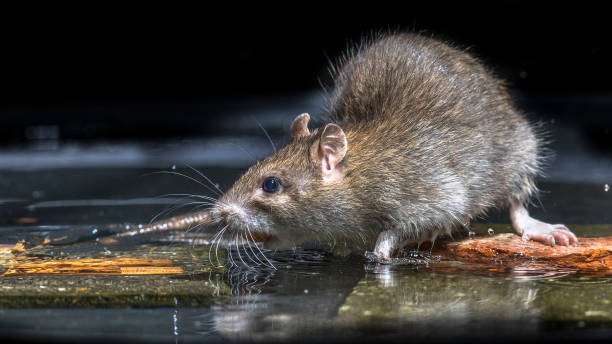 Ilustrasi tikus penyebab penyakit leptospirosis. Foto: PIxabay