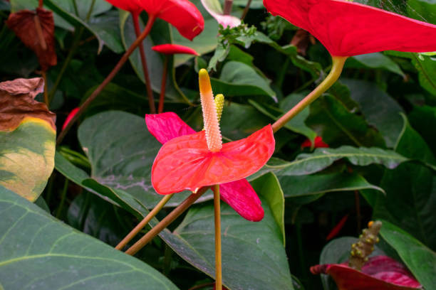 Ilustrasi Ciri Ciri Bunga Anthurium Andraeanum, Foto: Unsplash/Htike Aye.