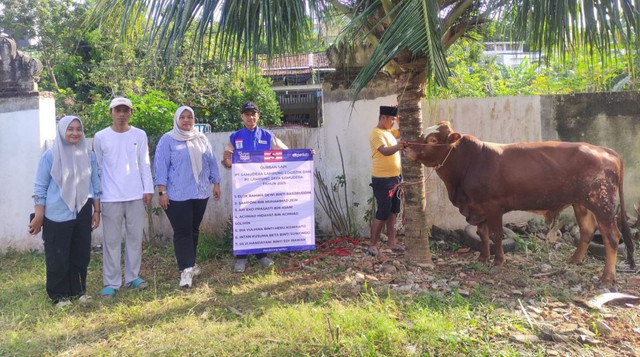 Sapi Qurban dari PT Samudera Lampung Logistik dan PT Lampung Jaya Samudera (Sumbe : DT Peduli)