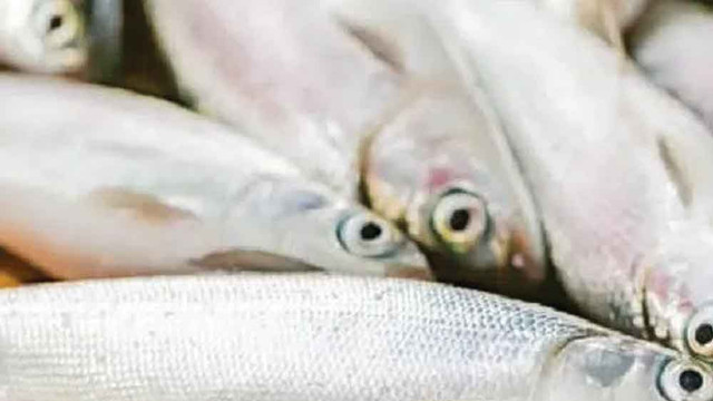 Ilustrasi ikan bandeng. Foto: Pixabay 