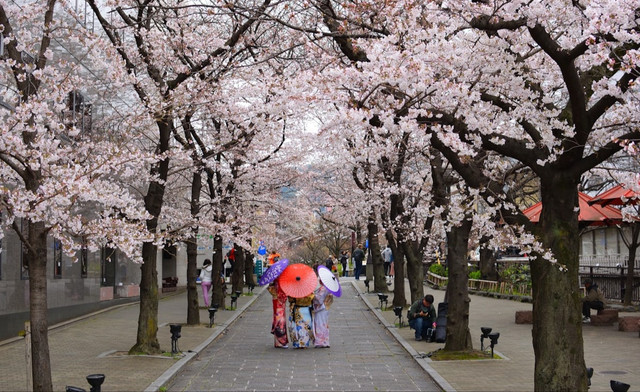 Ilustrasi Apakah Bunga Sakura Hanya Ada di Jepang  Sumber Unsplash/Pavlo Klein