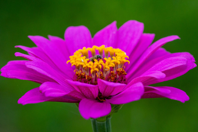 Ilustrasi apakah bunga zinnia memiliki putik. Sumber: joshua j cotten/unsplash