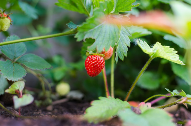 Ilustrasi Tips Menanam Strawberry Di Dataran Rendah. Sumber: Pexels/Lukas