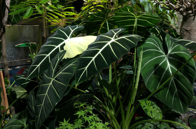 Ilustrasi cara merawat anthurium warocqueanum - Sumber: unsplash.com/@plantjai