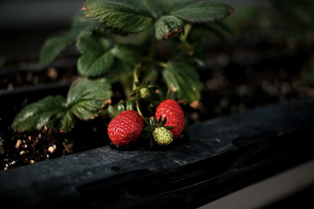 Ilustrasi penyebab daun strawberry menguning. Sumber foto: Pexels/Kunno Jayson