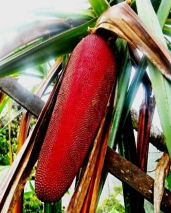 Buah Merah (Sirait et al., 2021)