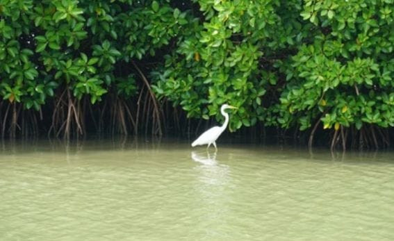 Ilustrasi hutan mangrove di daerah pesisir. (Sumber: Shutterstock)