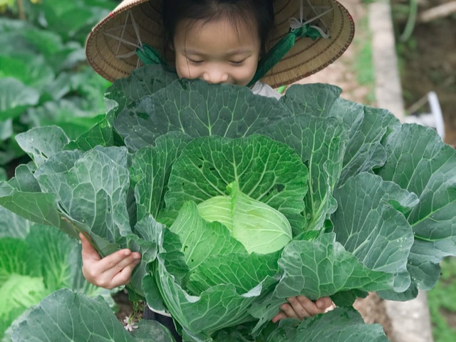 Cara Menanam Kubis di Polybag. Sumber: unsplash/Quỳnh Giang Văn