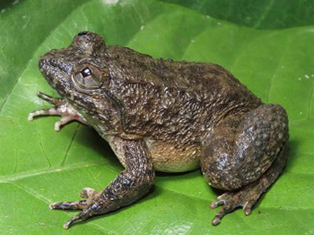 Spesies katak taring Limnonectes nusantara. Foto: Ade Damara Gonggoli via BRIN